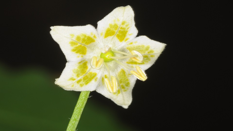 Capsicum cornutum, a Wild Chile Pepper Species