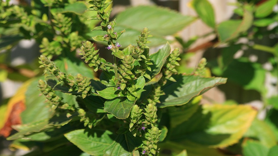 Growing Practices for Patchouli