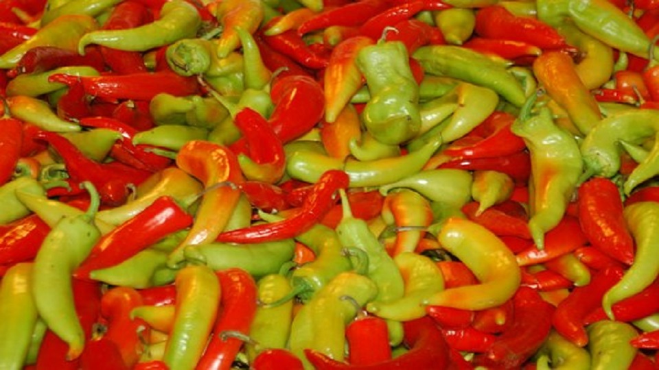 Aji Peppers, Capsicum baccatum