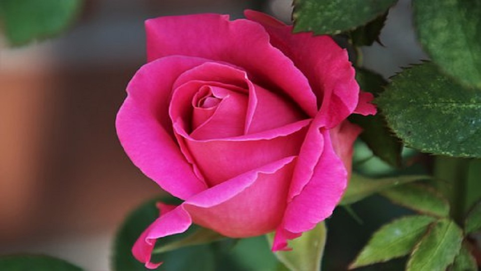 Growing Practices for Garden Plants