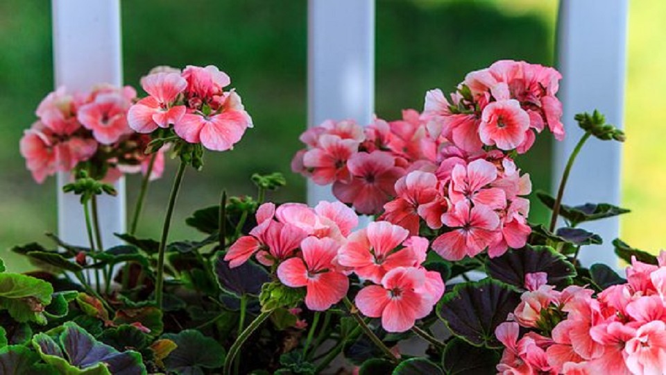 Container Gardening of Garden Annuals