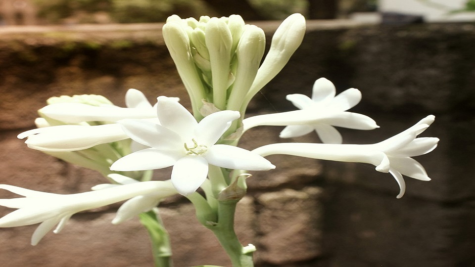 Growing Tuberoses in Home Garden