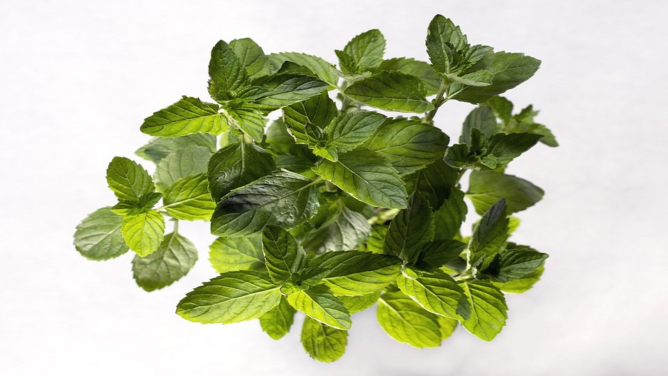 What is Spearmint?