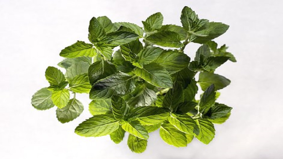 Nutrition and Food Uses of Spearmint