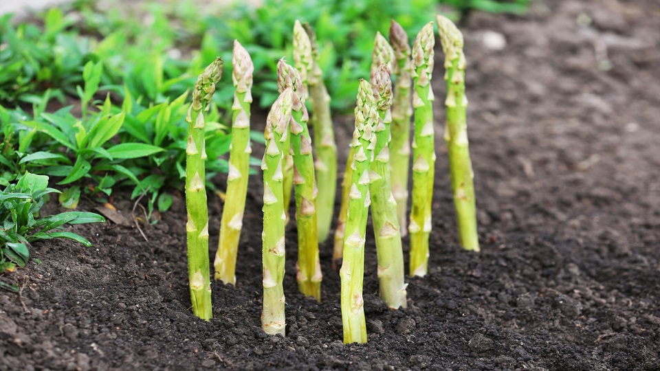 Growing Practices for Asparagus