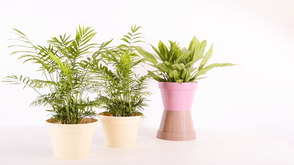 Indoor Gardening, Terrace Gardening & Container Gardening Practices