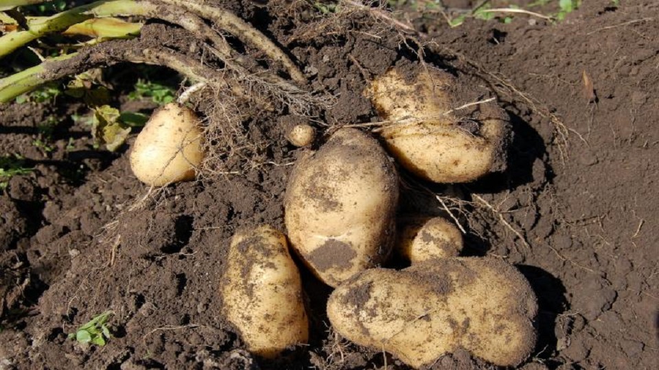 Growing Practices for Potatoes