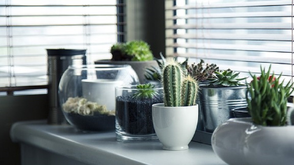 Benefits of Home Gardening