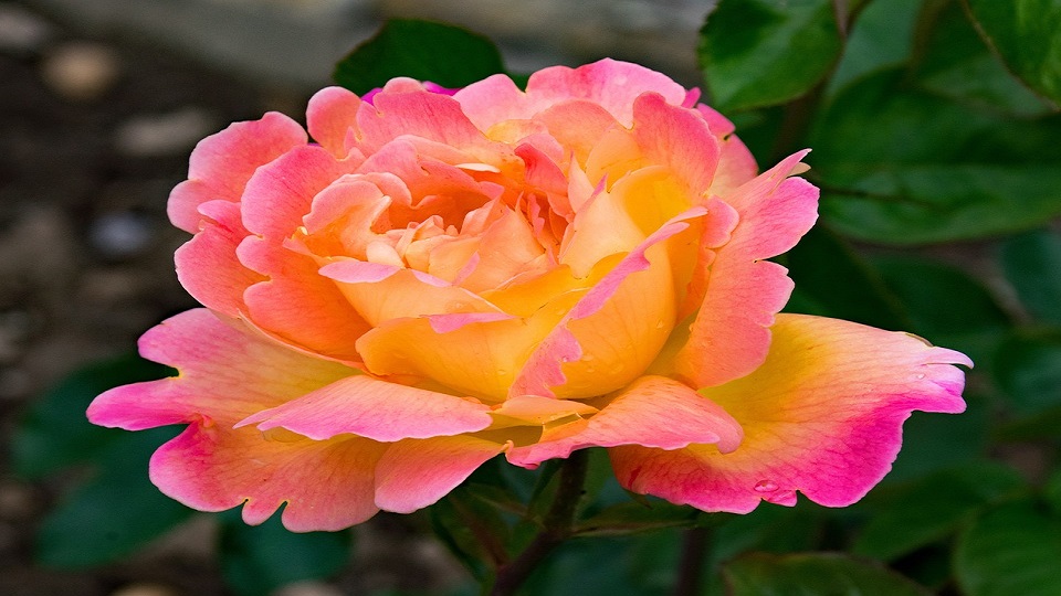 Major Varieties of Garden Roses