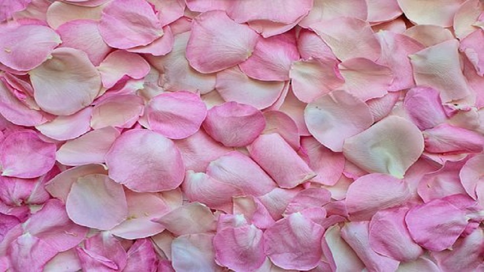 Commercial Uses of Rose Flower