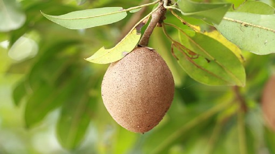 Growing Practices for Sapota/Sapodilla