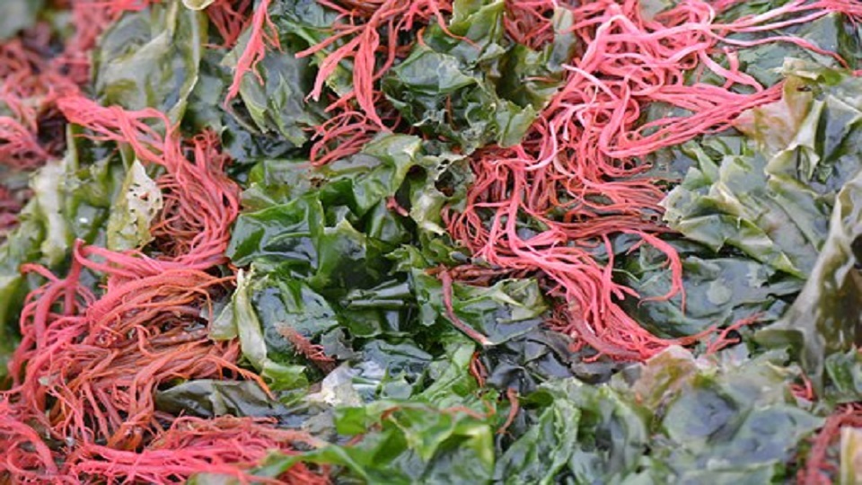 Red Seaweed Gracilaria