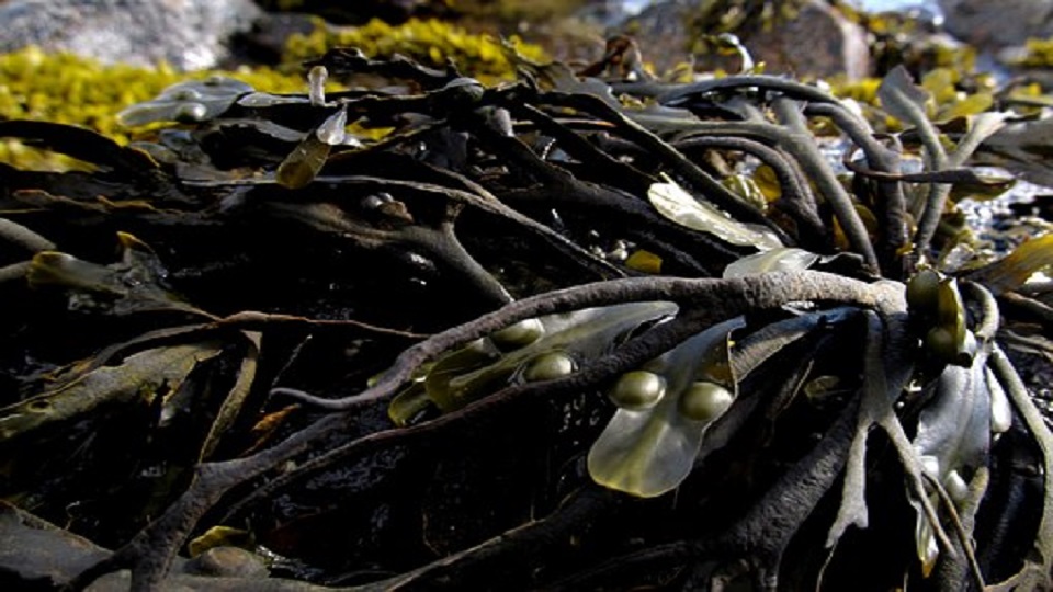 Lesser Known Seaweed Vegetables