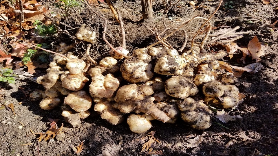Growing Sunchokes or Jerusalem Artichokes
