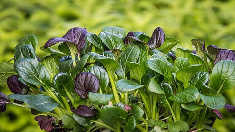 What is Mustard Spinach or Japanese Spinach