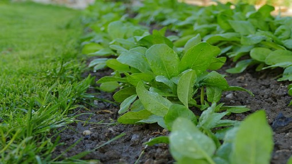 Food Uses and Nutrition in Spinach Greens