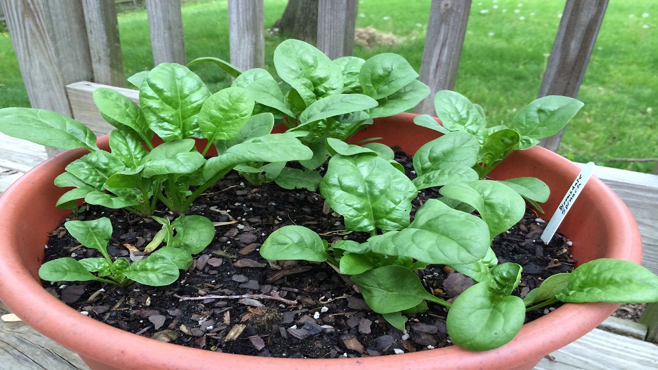 Container Gardening of Spinach Herbs