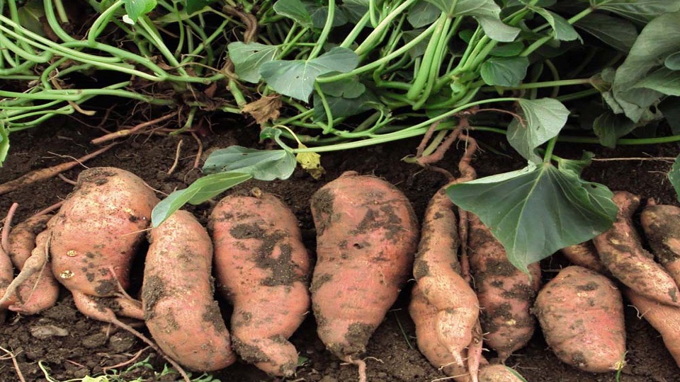 Growing Sweet Potato