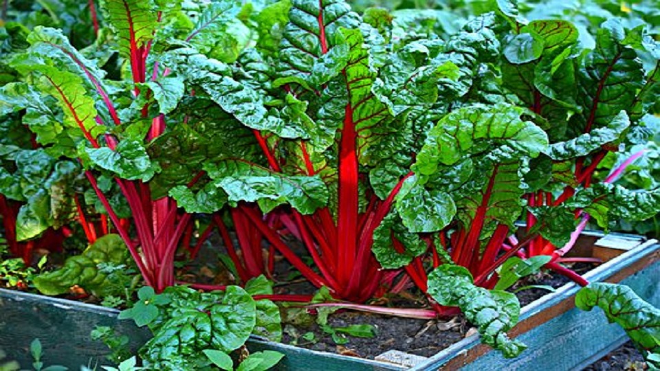 Health Benefits of Swiss Chard