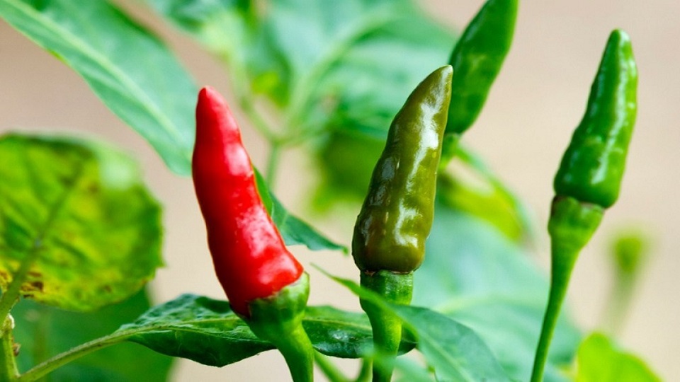 Capsicum frutescens, the Tabasco Peppers