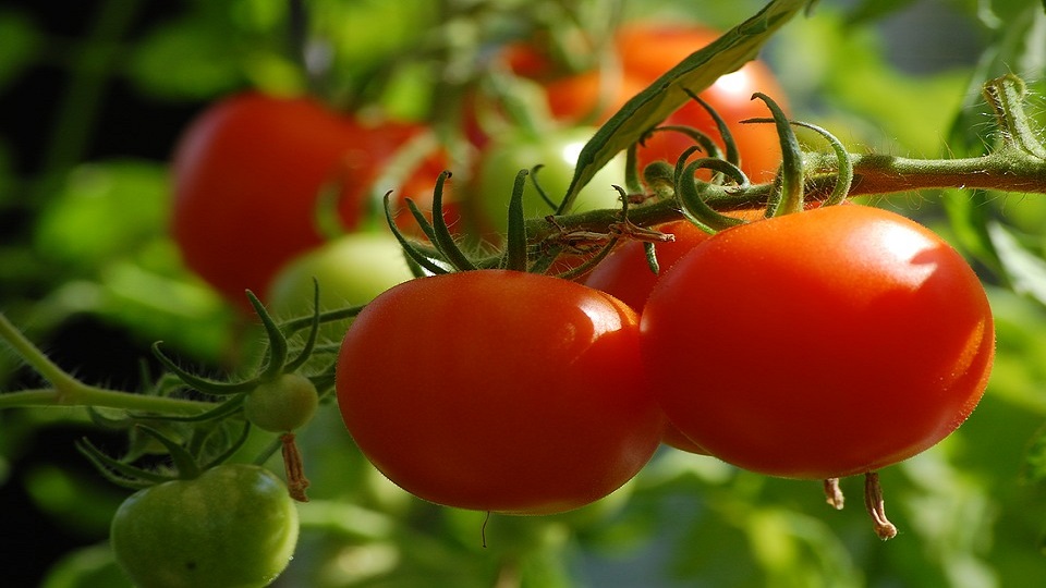 Vegetables, Fruits, Flowers and Herbs for Home Garden