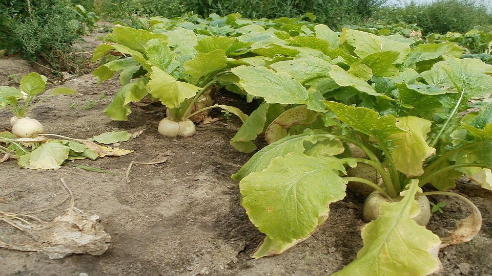 Growing Turnip Plants