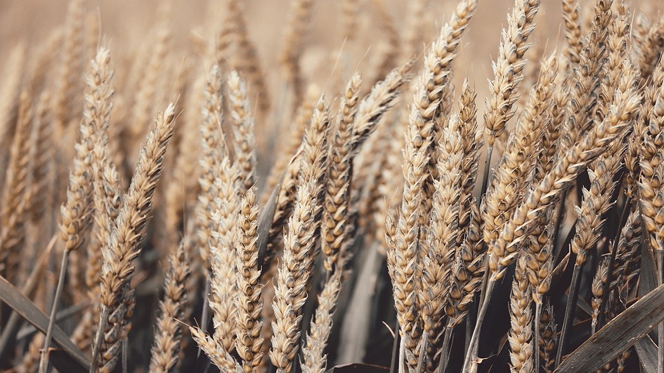 SWOT Analysis of Indian Organic Agriculture Sector