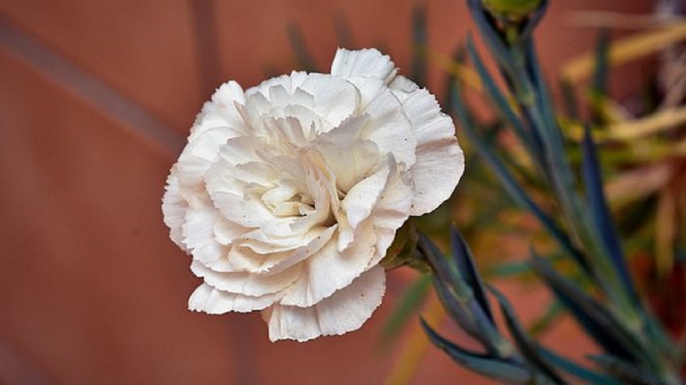 Growing Practices for Carnations