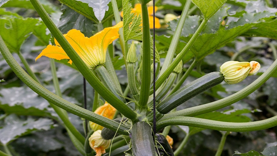 Growing Practices for Zucchini